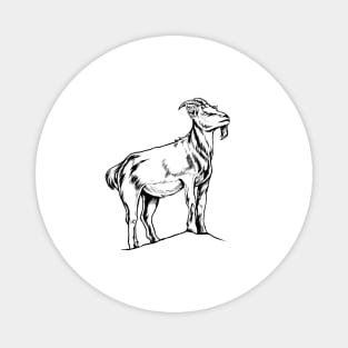 Line drawing - goat Magnet